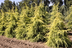 Cedrus deodara Gold Cone — photo 4